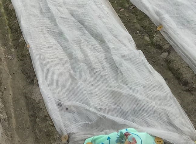 トウモロコシの鳥対策
