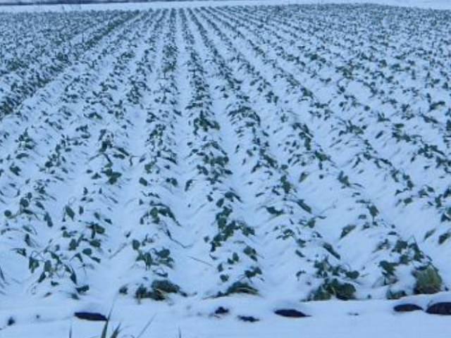 野菜の雪対策（寒さ対策）の基本