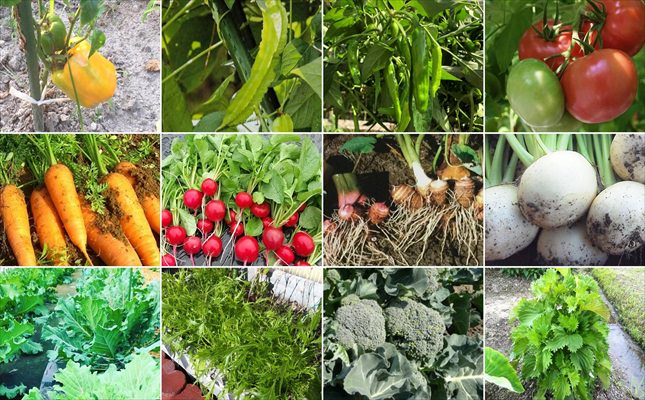 野菜の育て方一覧