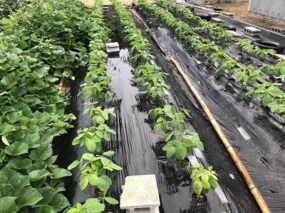 野菜の育て方一覧