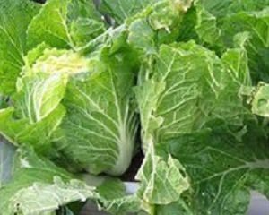 秋に植える野菜の選び方