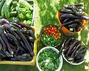 初心者向け野菜の選び方