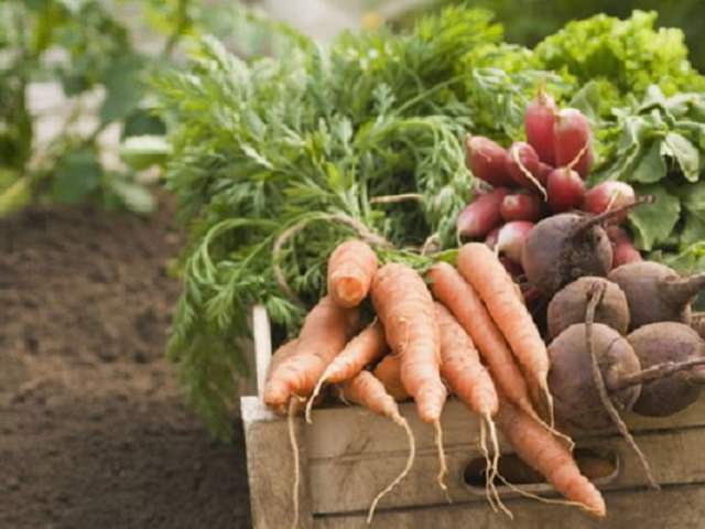 秋に植える野菜の種類