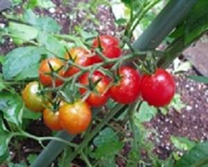 育てやすいおすすめの実野菜(果菜類)一覧