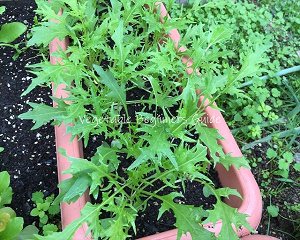 プランター野菜一覧