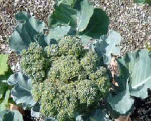 夏に植える野菜の選び方