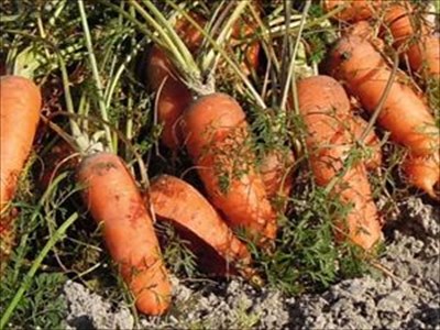 ニンジンの上手な育て方