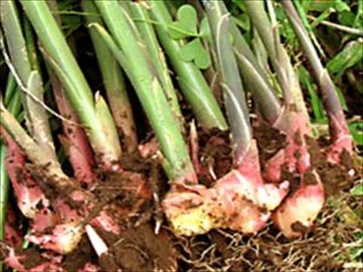 ショウガの上手な育て方