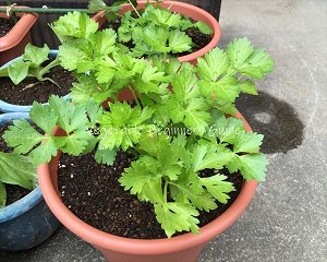 植木鉢で育つ野菜一覧