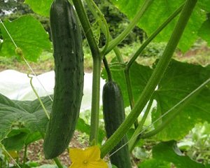 春に植える野菜の選び方
