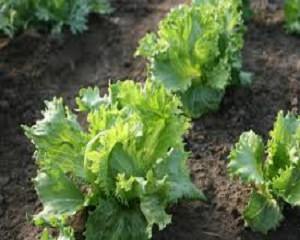 育てやすいおすすめの葉野菜(葉菜類)一覧