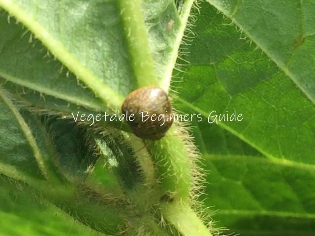 インゲンマメの害虫対策