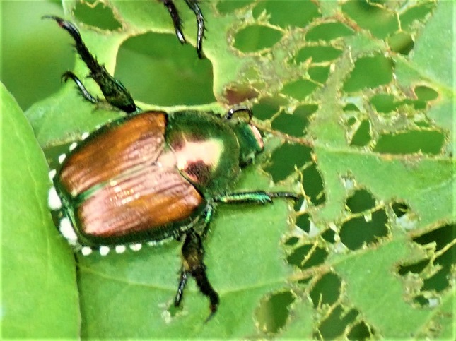 ヤマイモの害虫対策