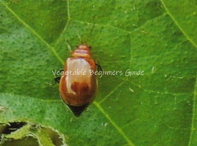 カボチャの害虫対策