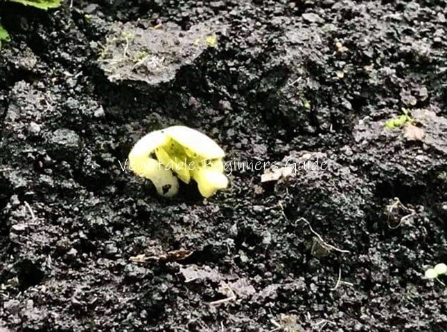 ナスの発芽日数