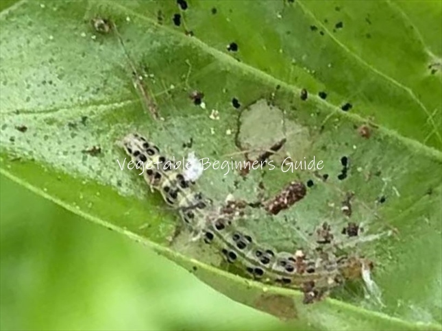 バジルの害虫対策は？