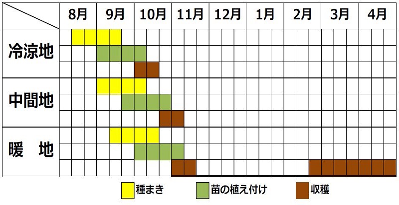 コリアンダーの栽培時期