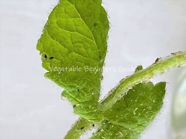 ミントの害虫対策は？