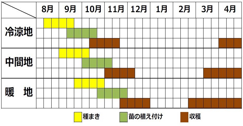 パセリの栽培カレンダー