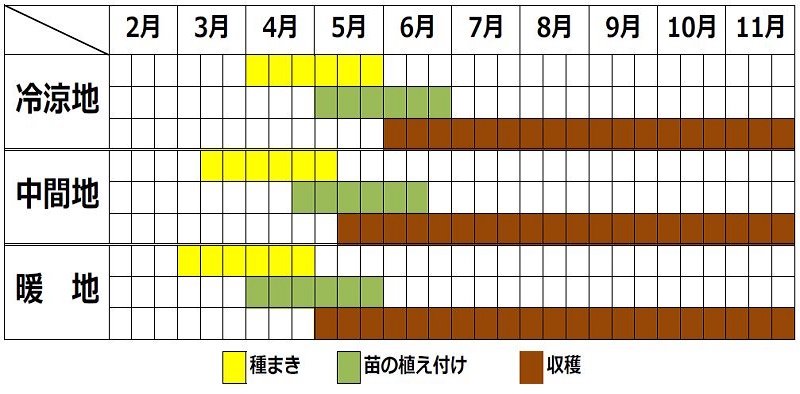 パセリの栽培時期