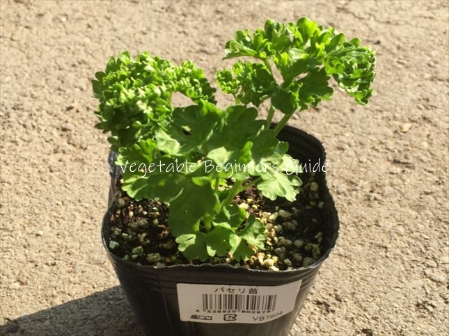 パセリの苗の植え付け