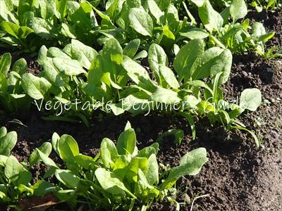 葉野菜の育て方一覧