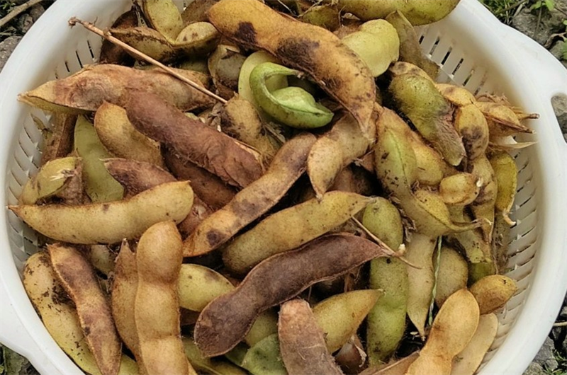 大豆の育て方まとめ