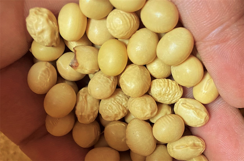 大豆のおすすめの品種