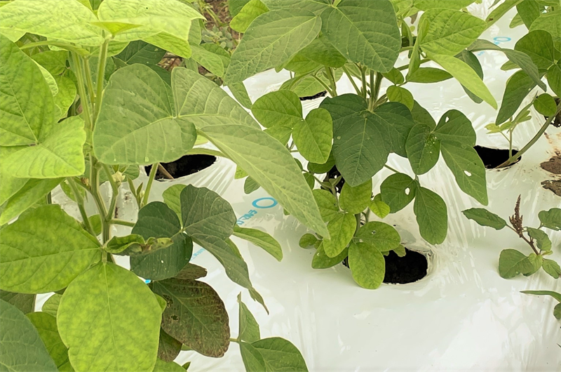 発芽適温と発芽日数