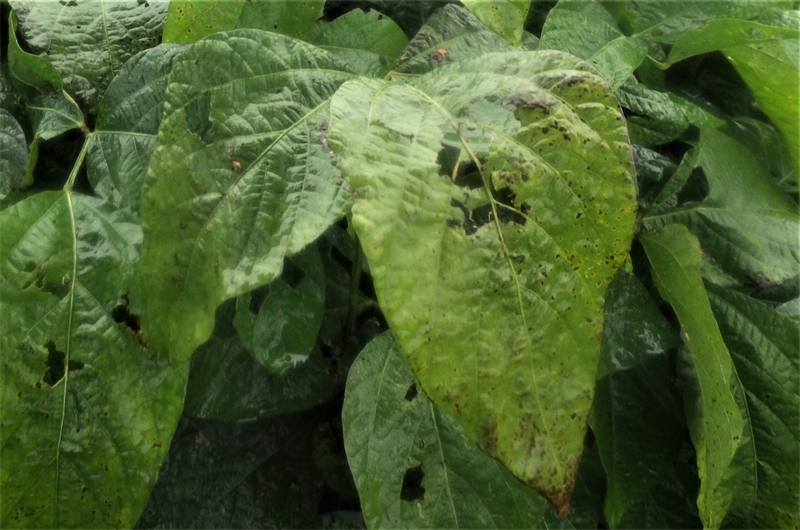 大豆に発生する害虫