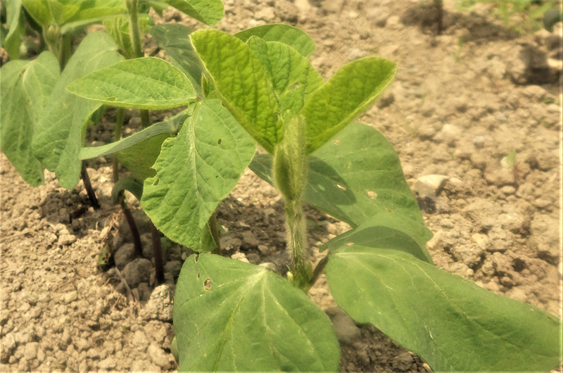 大豆の植え方