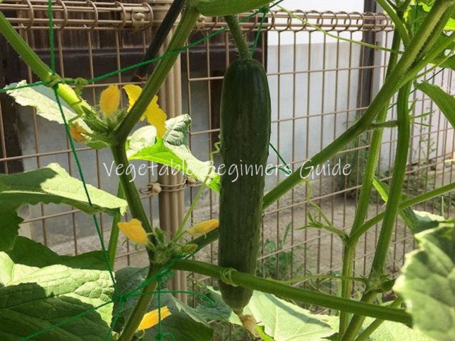 キュウリってどんな野菜？選び方のポイントから保存まで