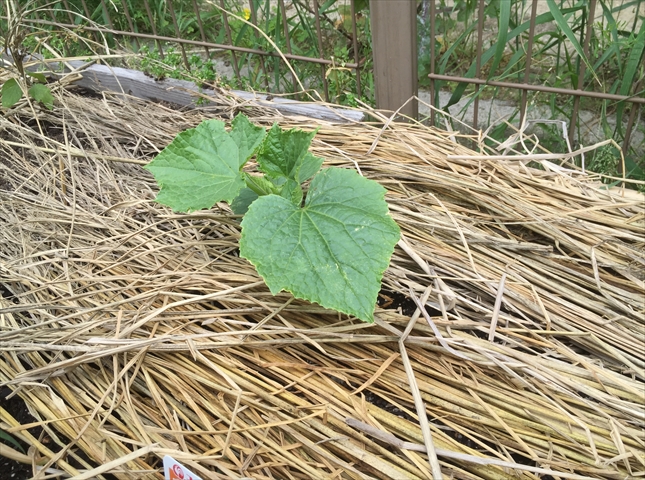 キュウリの支柱立て