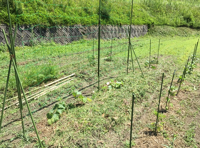 キュウリの水やりで1回あたりに与える量