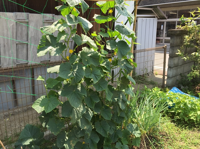 キュウリの肥料不足のサイン