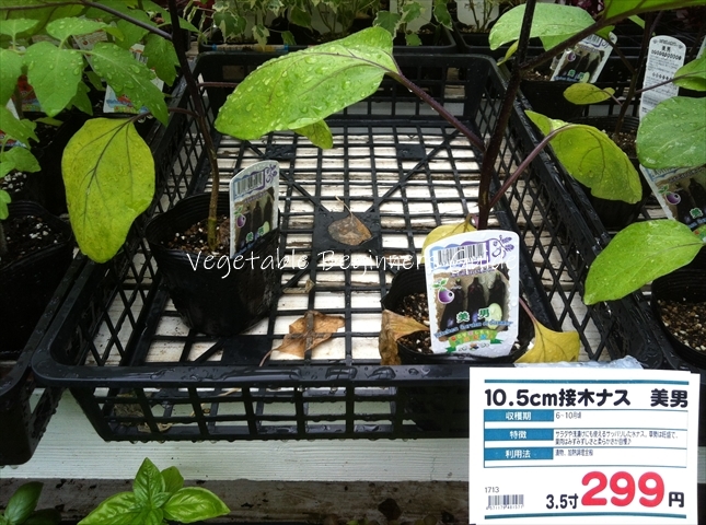ナスの苗の植え付け