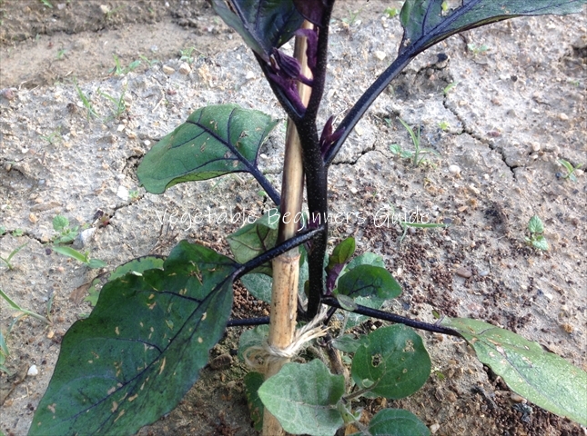 ナスの苗の植え付け方