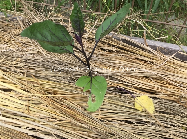 苗の植え付け方
