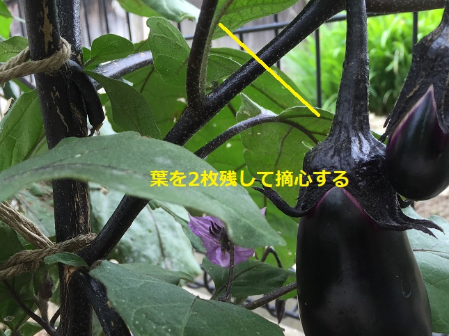 ナスの摘心