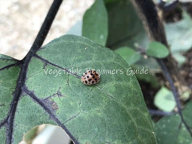 ナスの害虫対策