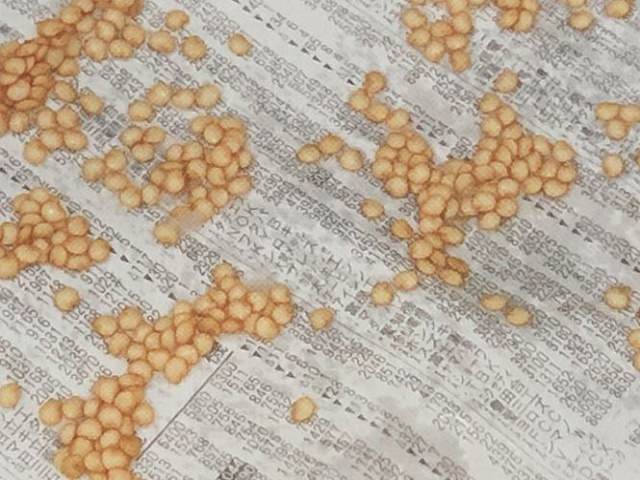 ナスの種取りに向く品種は？