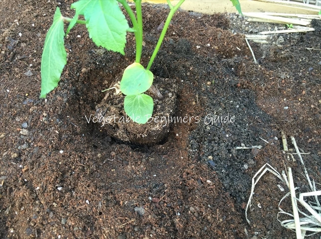 オクラの植え方