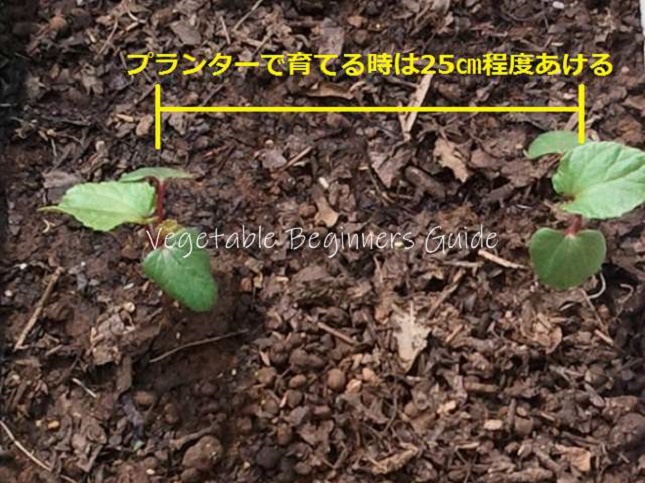 オクラの苗を植える間隔