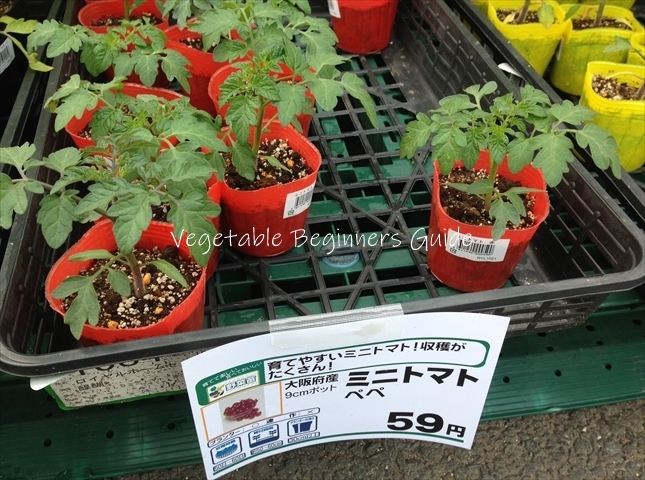 ミニトマトの品種の選び方