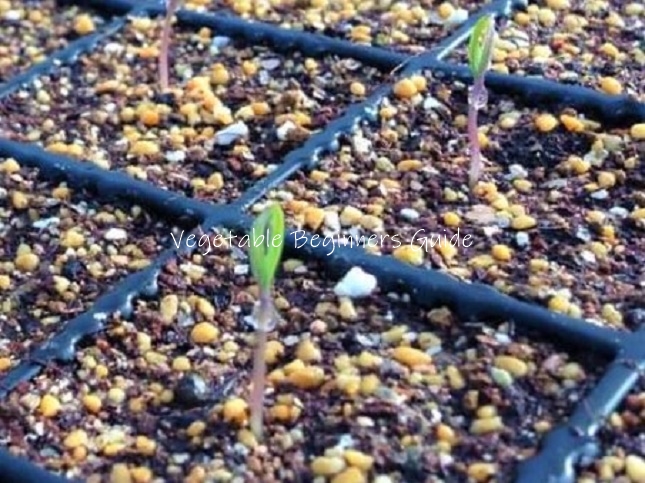 ミニトマトの発芽日数