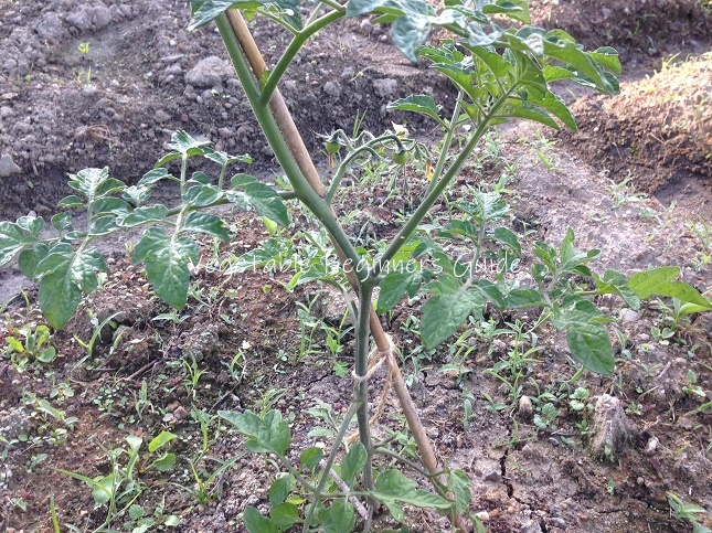 支柱を立てるタイミング