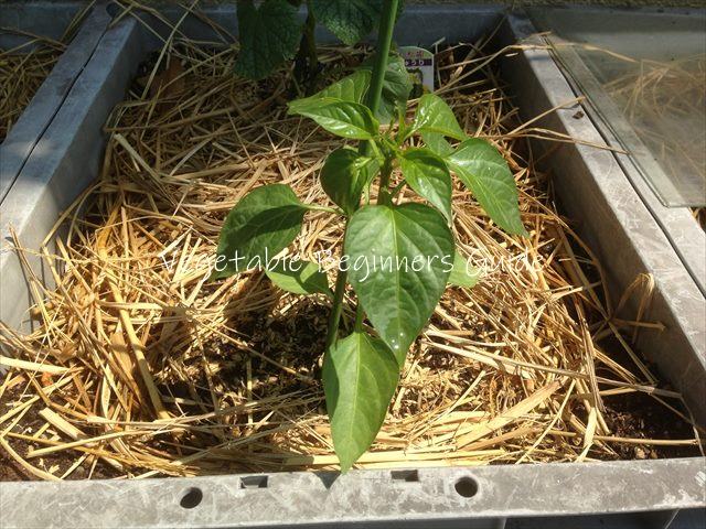 ピーマンの苗を植え付ける間隔