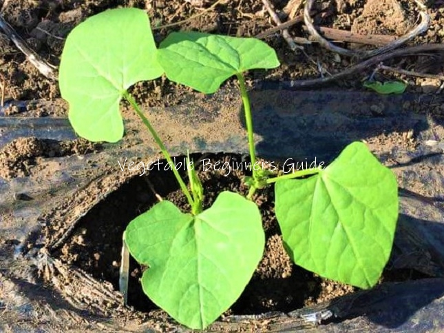 シカクマメの苗の植え付け適期