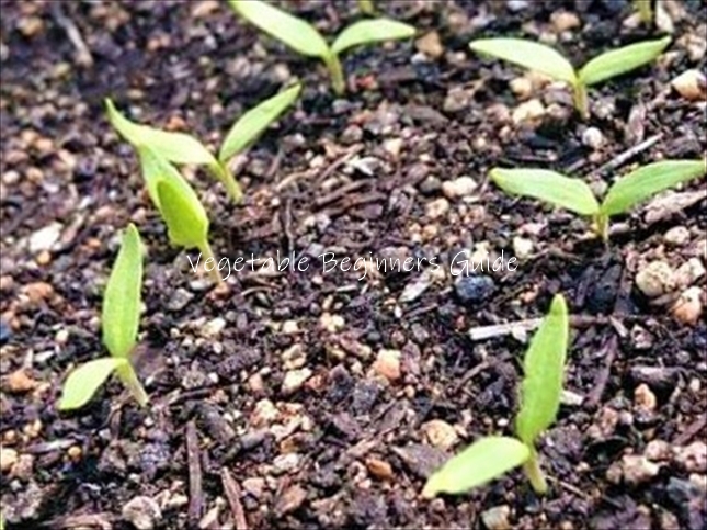 シシトウの発芽日数