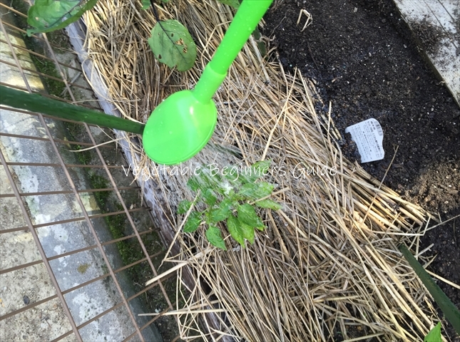 シシトウの正しい水やり方法